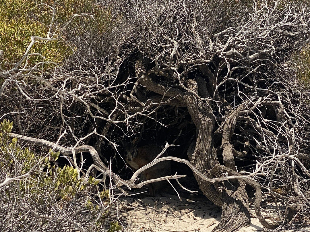 Shine Aviation - Day Tours-杰拉尔顿必去景点