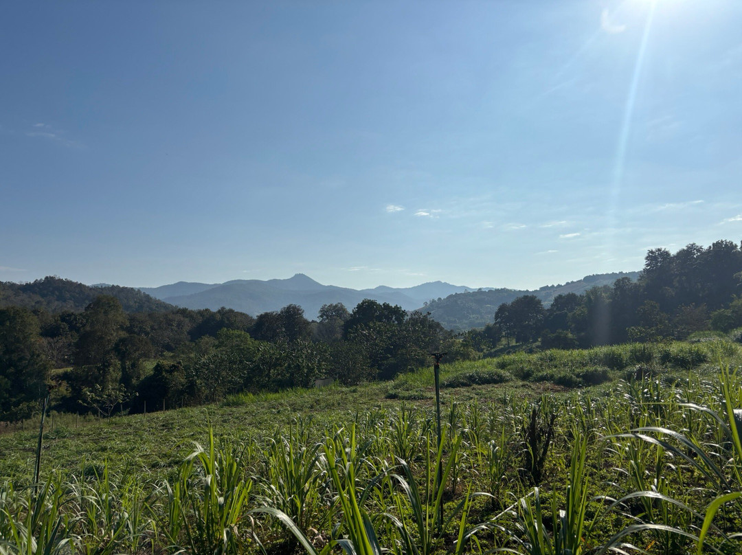 Elephant Sanctuary Care Park-清迈必去景点
