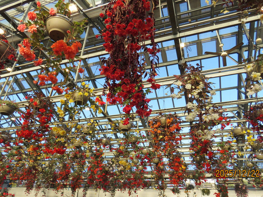 Begonia Garden-桑名市必去景点