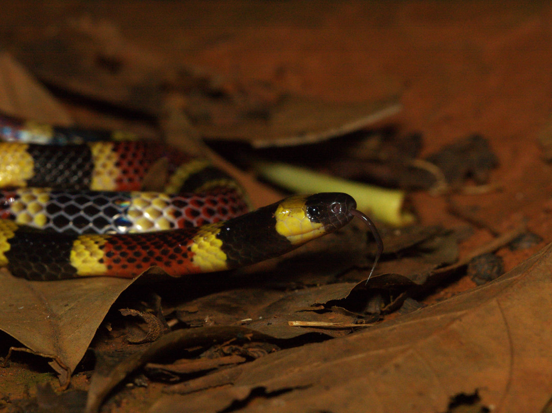 Sierpefrogs-Sierpe必去景点