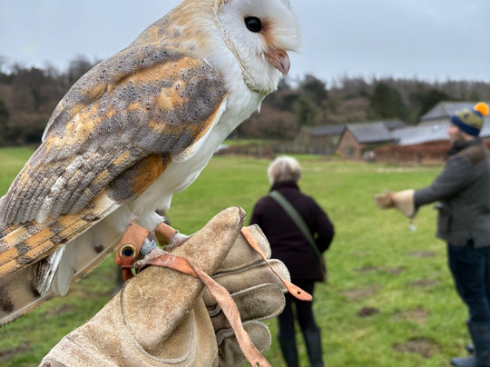 West Sussex Falconry-Compton必去景点