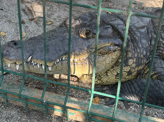 Santuario de Cocodrilos El Cora-Bucerias必去景点