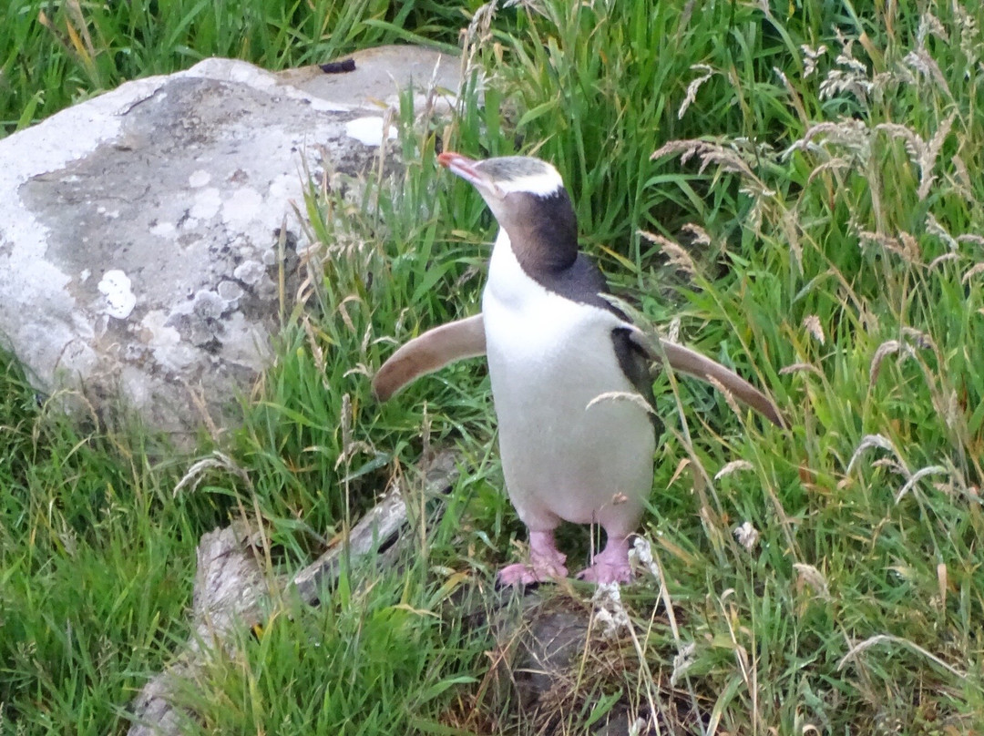 Catlins Tours-奥瓦卡必去景点