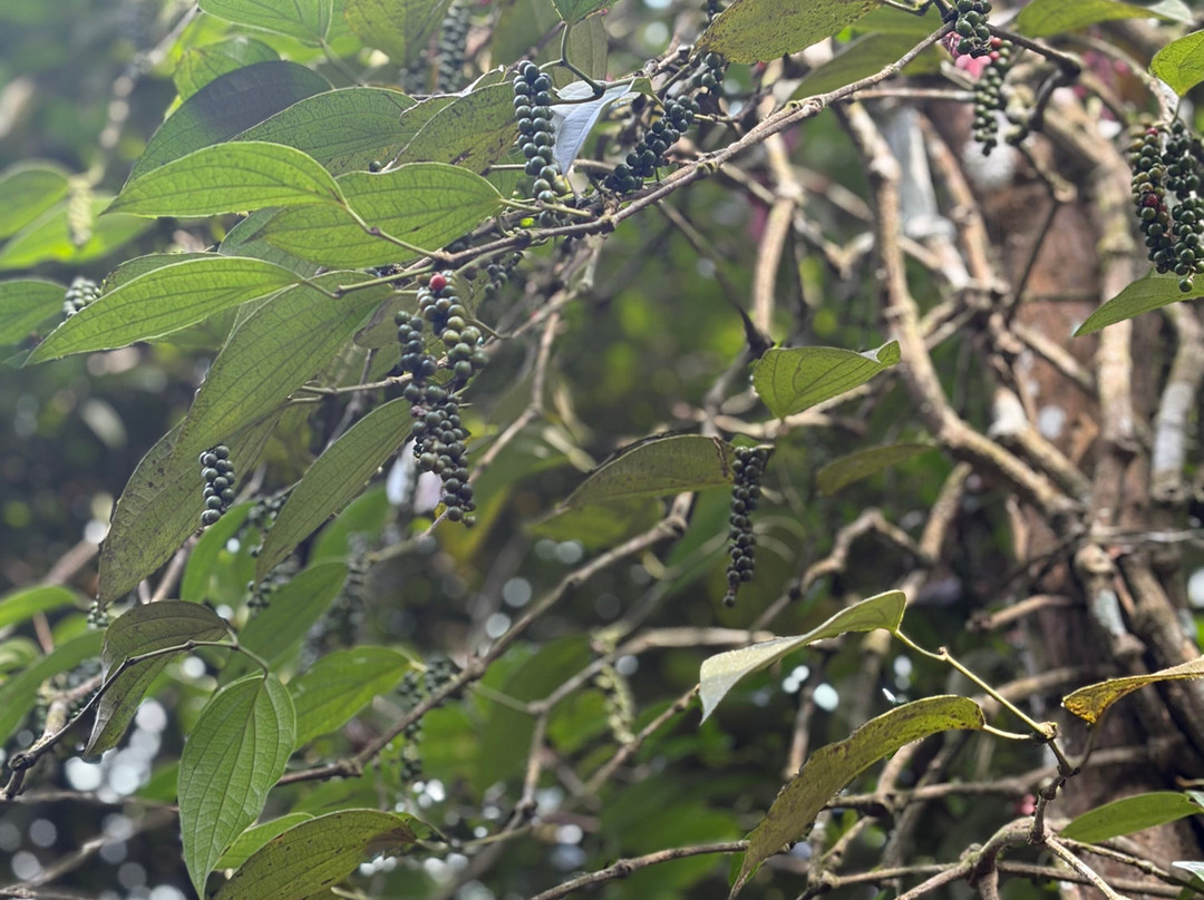 Greenland Spices & Ayurvedic Garden