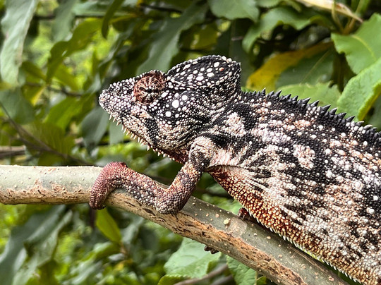 Parc Tsarasaotra-安塔那那利佛必去景点