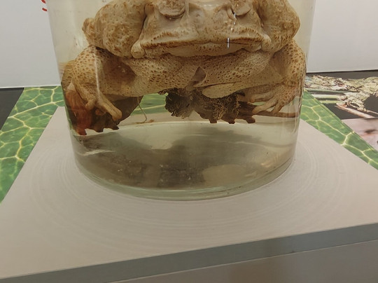 Bosque da Ciencia-玛瑙斯必去景点