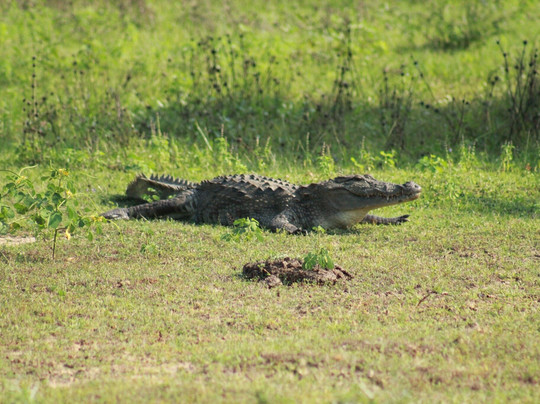 Roshan Safari-蒂瑟默哈拉默必去景点