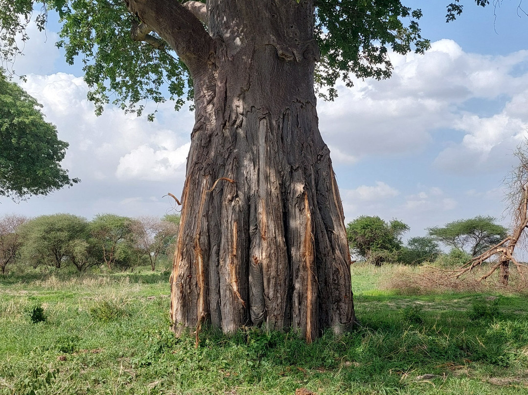 Tanzania-Experience-阿鲁沙必去景点