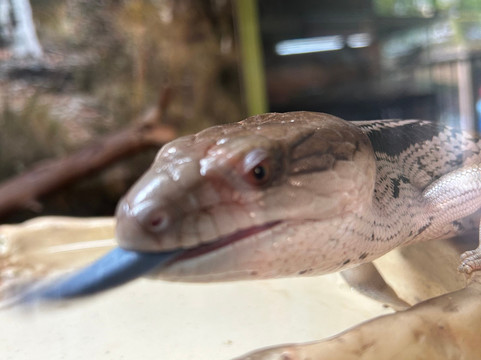 汉密尔顿岛野生动物世界-汉密尔顿岛必去景点