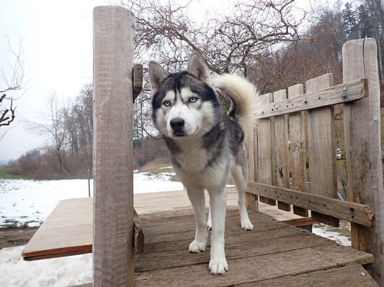 Fischer Adventures Day Tours-圣加仑必去景点