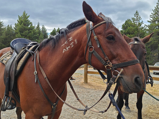 麦肯西高山骑马之旅－一日游-特卡波湖必去景点