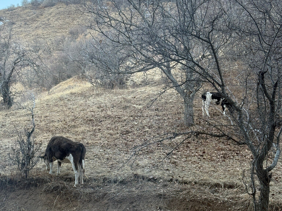 Archazor Mountain Resort主图