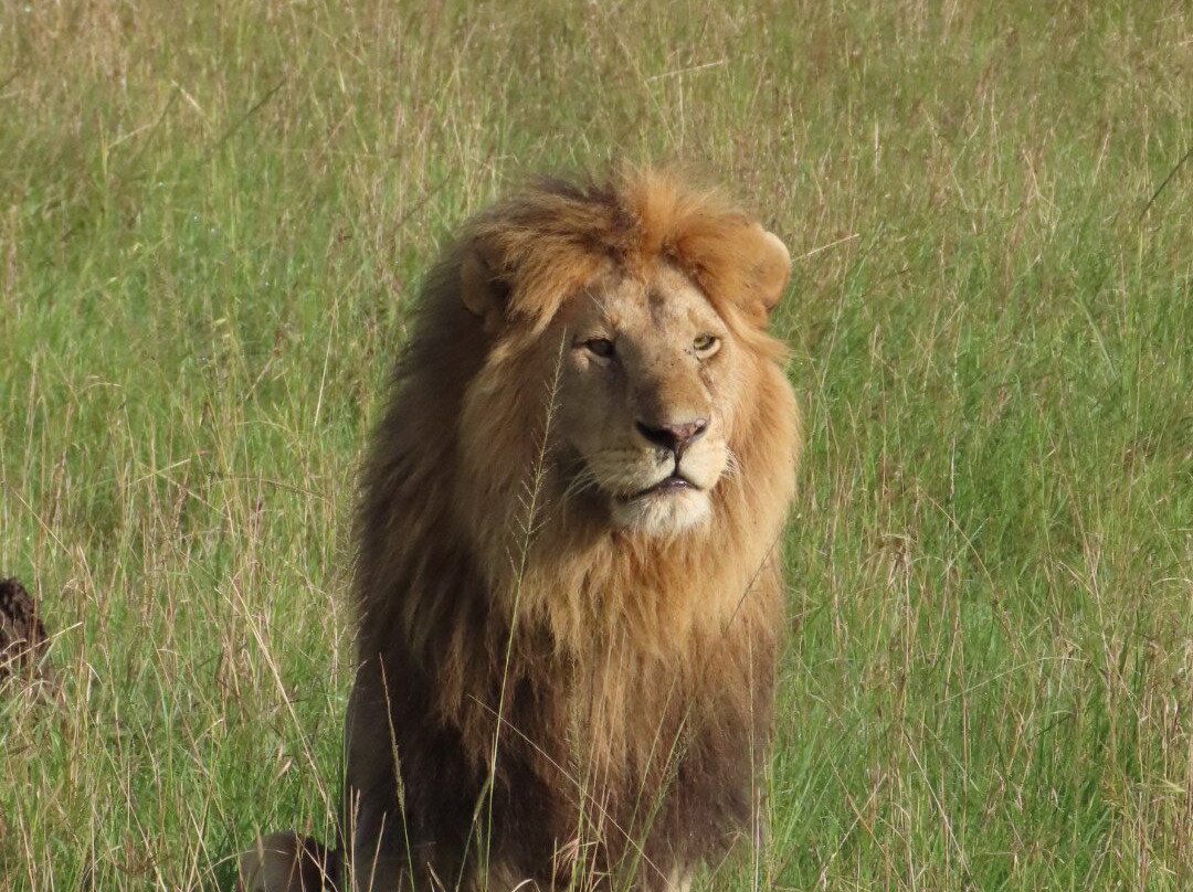 Imara Africa Safaris-内罗毕必去景点