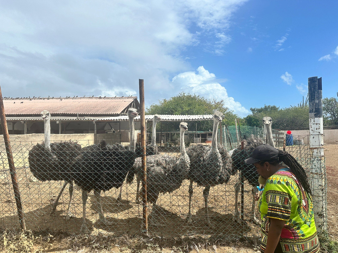 Curacao Ostrich Farm-库拉索必去景点