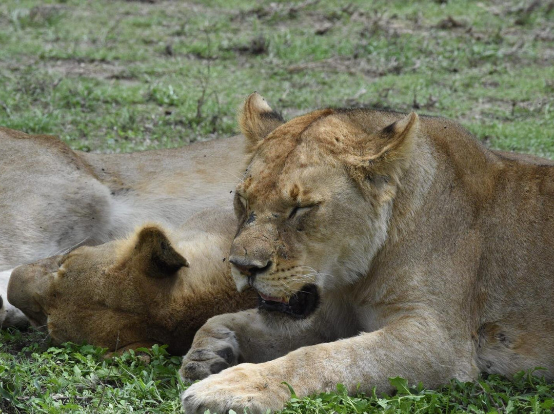 Sima Safari Limited-桑给巴尔市必去景点