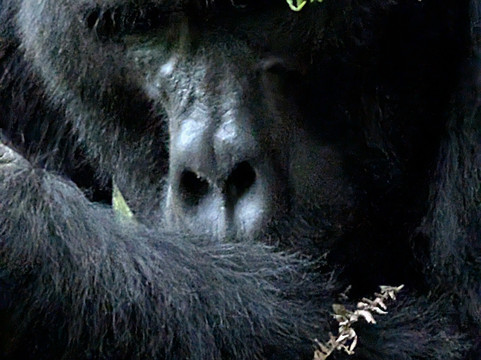 Devine African Safaris-吉佳利必去景点