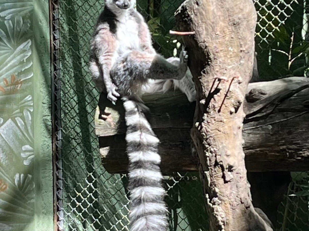 Akumal Monkey Sanctuary & Rescued Animals-艾库玛尔必去景点