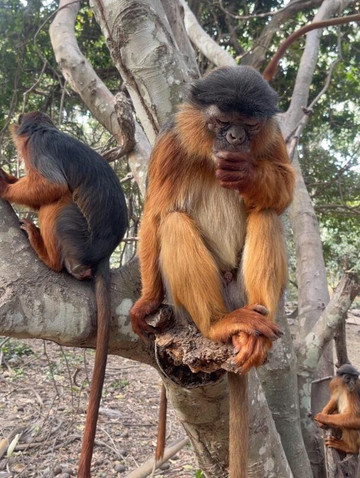 Monkey Park Senegambia-塞瑞库达必去景点