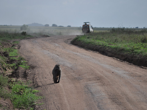 Angelino Adventures-莫西必去景点