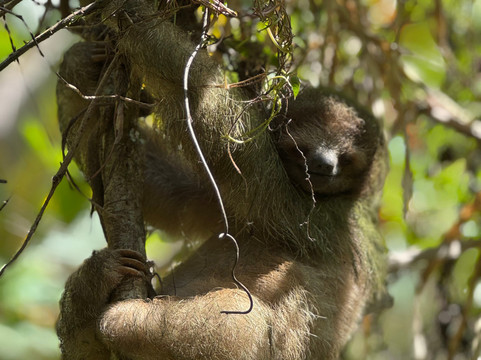 ConchalFun-孔查沙滩必去景点