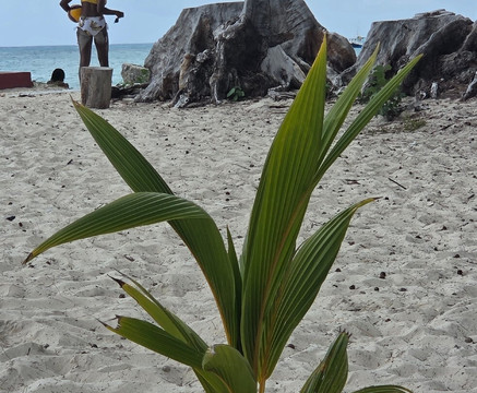 Miami Beach Barbados-奥伊斯廷斯必去景点