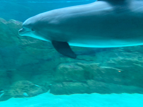 SeaWorld Yas Island Abu Dhabi-阿布扎比必去景点