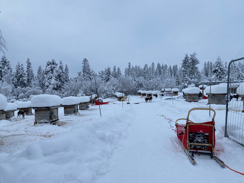 Mountain King's Sledehundkennel-特吕西尔市必去景点