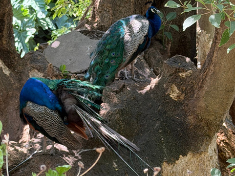 Eco Parque-布宜诺斯艾利斯必去景点