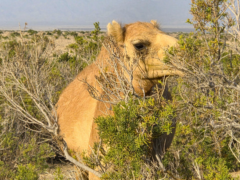 Ecotravel Ethiopia Tours and car rental-亚的斯亚贝巴必去景点