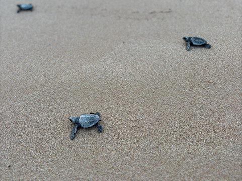 Shima Guni Beach Club-马塔拉必去景点
