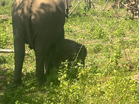 Udawalawe Lahiru Safari Guide Tours-乌达瓦拉维国家公园必去景点