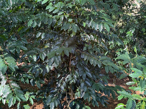 Holualoa Kona Coffee Company-哈陆亚洛亚必去景点