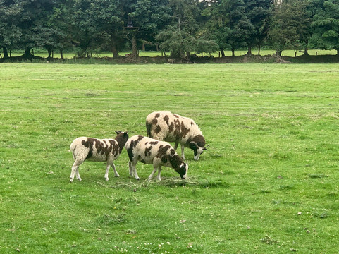 Greenan Maze-Rathdrum必去景点