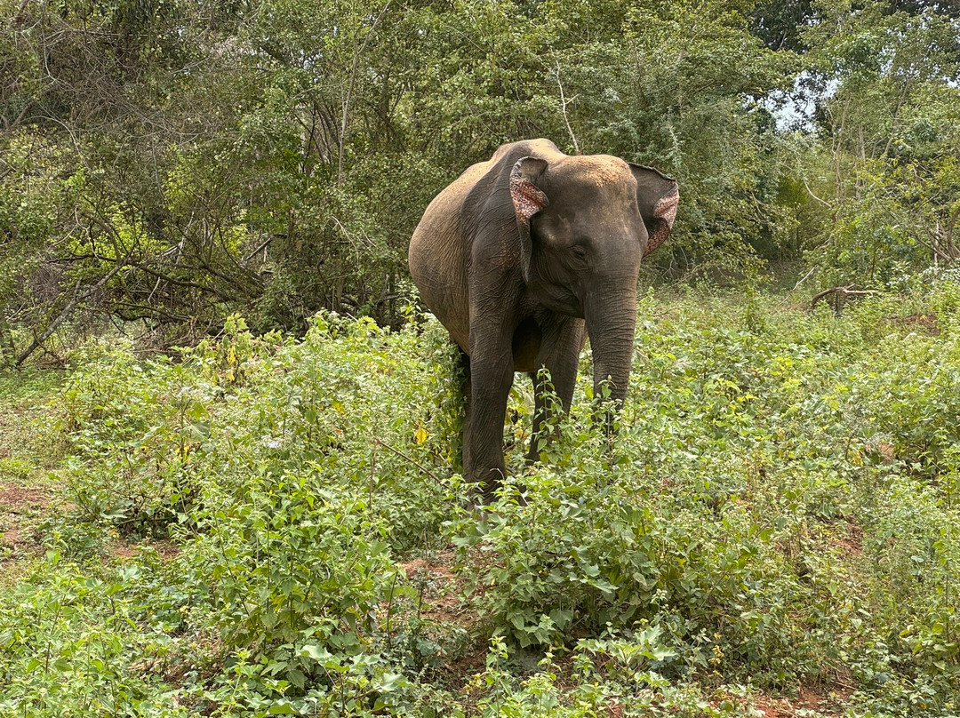 Niluka Safari-乌达瓦拉瓦必去景点