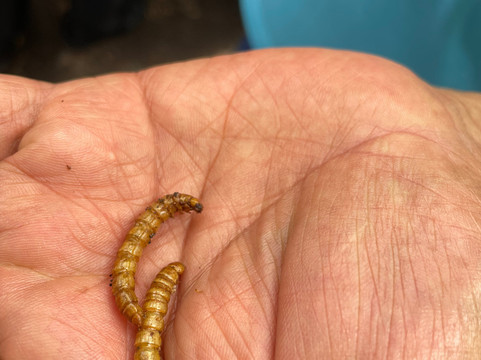 Wikiri Sapoparque-基多必去景点