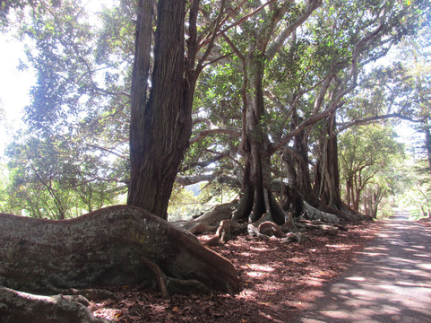 Hundred Acres Reserve-诺福克岛必去景点