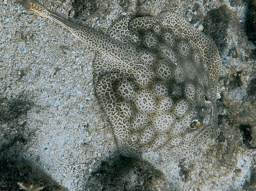 Rocket Frog Divers-Playas del Coco必去景点