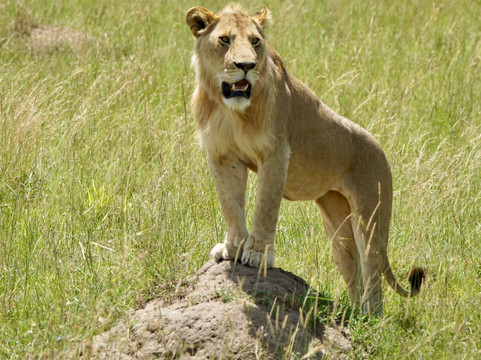 Odyssey Safaris-南由基必去景点