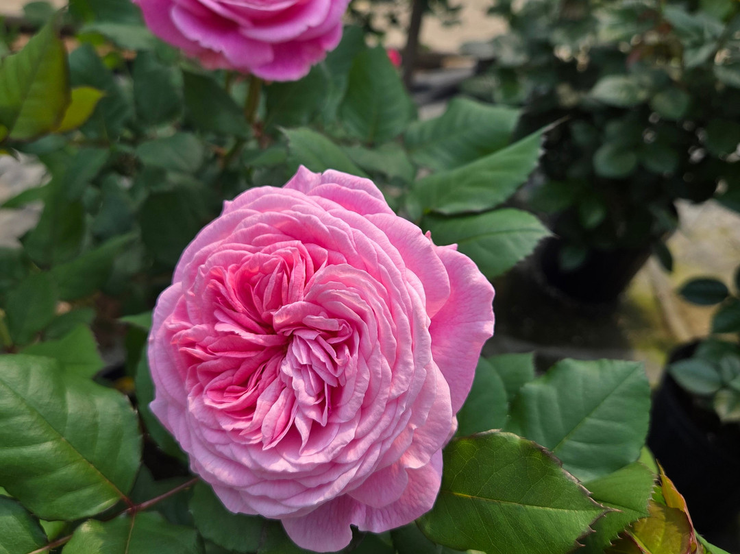 Windmill Garden Centre and Butterfly House-梅迪辛哈特必去景点