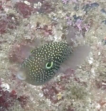 Samara Dive School-萨玛拉滩必去景点