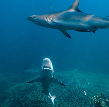 Ningaloo Reef Dive & Snorkel-珊瑚湾必去景点