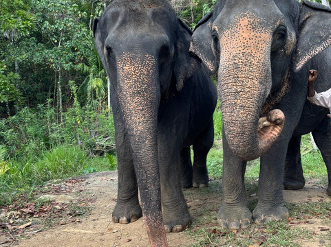 Elephant Freedom Project-凯格勒 必去景点