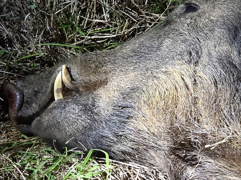 HeliBacon-布赖恩必去景点