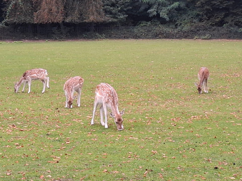 Park Hartenstein-Oosterbeek必去景点
