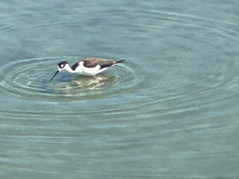 Port Aransas Nature Preserve at Charlie's Pasture-阿兰瑟斯港必去景点