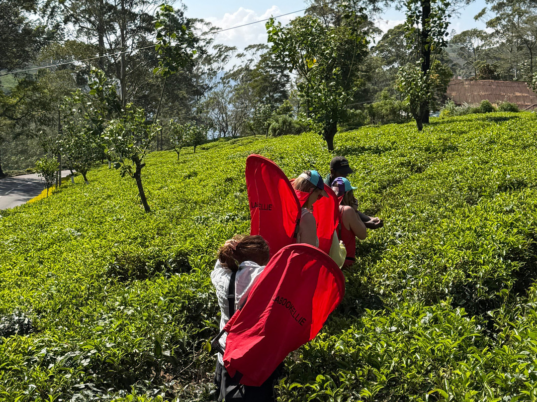 Nuwaraeliya Luxury Tours-奴娃拉伊利雅必去景点