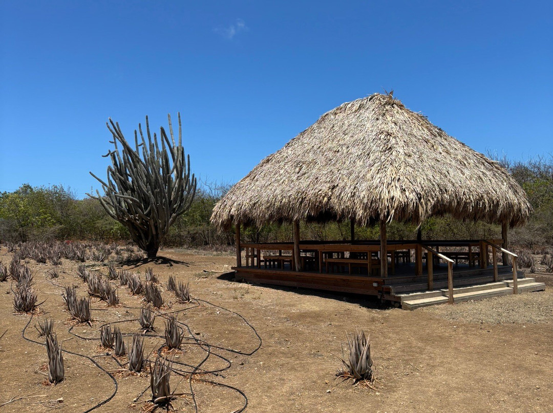 The Aloe Vera Curacao, Home of Curaloe Tour-威廉斯塔德必去景点