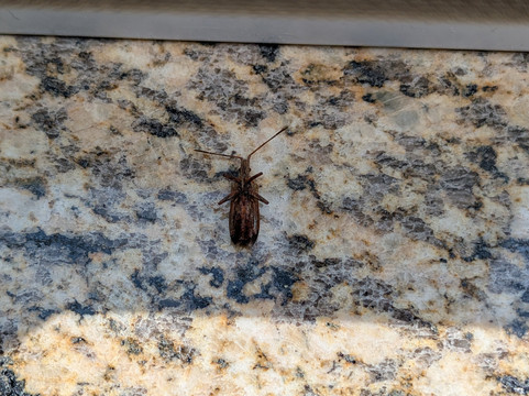 南本德拉昆塔温德姆套房酒店主图