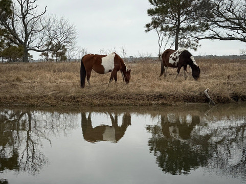 Cowboy Cruise Company-Chincoteague必去景点