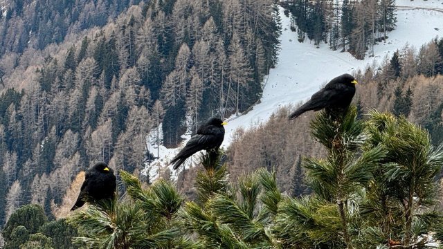 Almhotel Col Raiser-官方